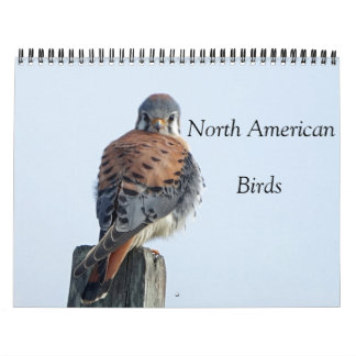 Kalender - Fotos nordamerikanischer Vögel