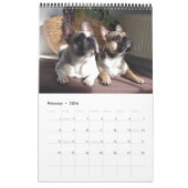 Kalender französische Bulldogge tolle Fotosammlung (Feb 2026)