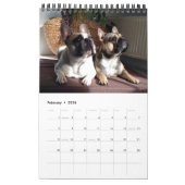 Kalender französische Bulldogge tolle Fotosammlung (Feb 2026)