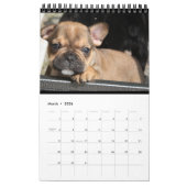 Kalender französische Bulldogge tolle Fotosammlung (Mär 2026)