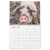 Kalender für Schweine und Ferkel (Feb 2027)