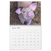 Kalender für Schweine und Ferkel - 2021 (Jan 2027)