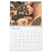 Kalender für Schweine und Ferkel - 2022 (Mär 2027)