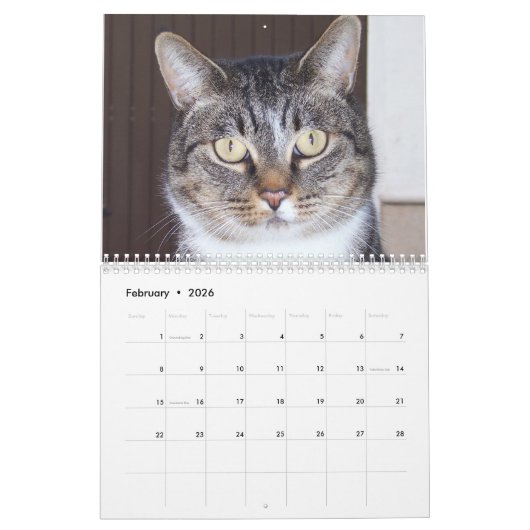 Kalender für Tabby Cats (Feb 2026)