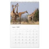 Kalender-Giraffen Kalender (Jan 2027)