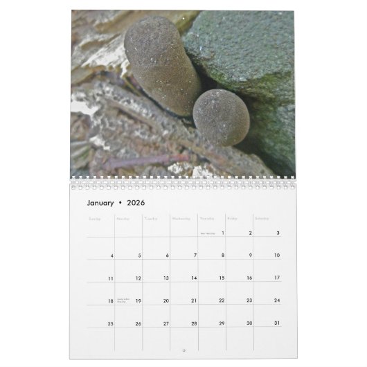 Kalender - Herrlichere Pilze (Jan 2026)