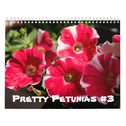 Kalender - Hübsche Petunias (Titelbild)