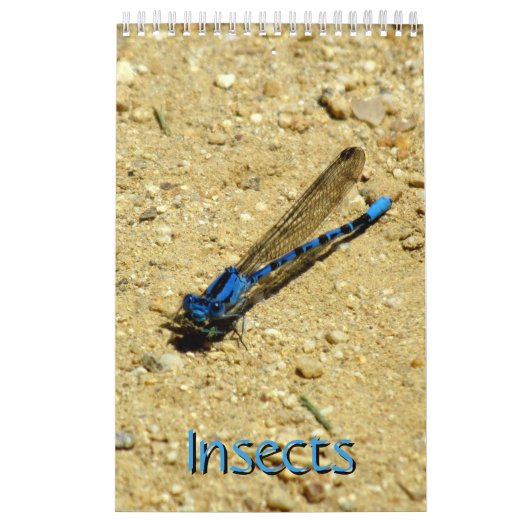 Kalender - Insects vol.2 (Titelbild)