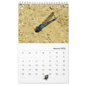 Kalender - Insekten mit Fliegen (Jan 2026)