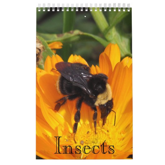 Kalender - Insekten (sgl. g.) (Titelbild)