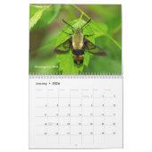 Kalender - Juwelen der Luft (Jan 2026)