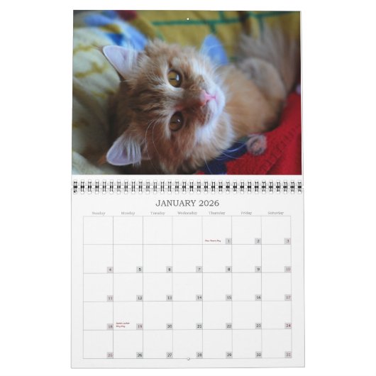 Kalender-Katze 2012 Kalender (Jan 2026)