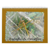 Kalender - Libellen und Damselfliegen (Titelbild)