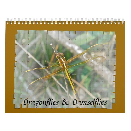 Kalender - Libellen und Damselfliegen (Titelbild)