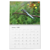 Kalender - Libellen und Damselfliegen (Jan 2027)