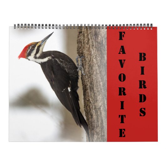 Kalender - Lieblingsvögel (Titelbild)