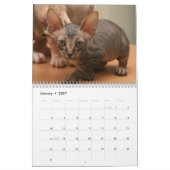 Kalender mit ein niedlichen sphynx Kätzchen (Jan 2027)