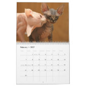 Kalender mit ein niedlichen sphynx Kätzchen (Feb 2027)