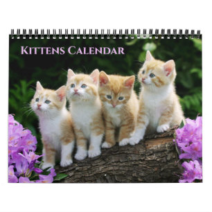 Kalender mit Katzenbabys mittlerer Größe