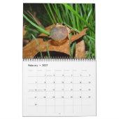 Kalender mit Teichfröschen (Feb 2027)