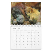 Kalender-Orangutan Kalender (Jan 2027)