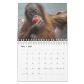 Kalender-Orangutan Kalender (Mär 2027)
