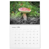 Kalender: Pilze, Pilze, Pilze, Pilze Kalender (Jan 2026)