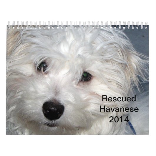 Kalender Rettung Havanese Welpen-2014 (Titelbild)