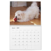 Kalender Rettung Havanese Welpen-2014 (Mär 2027)