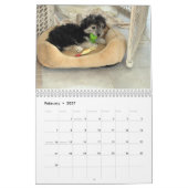 Kalender Rettung Havanese Welpen-2014 (Feb 2027)