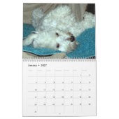 Kalender Rettung Havanese Welpen-2014 (Jan 2027)