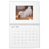 Kalender Rettung Havanese Welpen-2014 (Mär 2027)