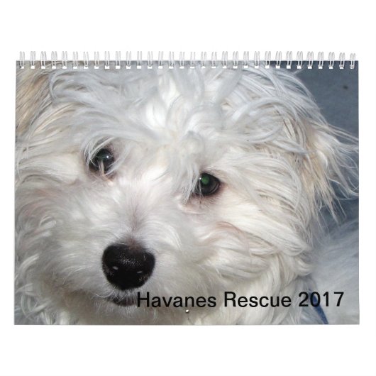 Kalender Rettung Havanese Welpen-2014 (Titelbild)