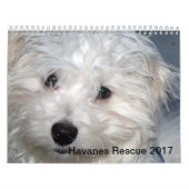 Kalender Rettung Havanese Welpen-2014 (Titelbild)