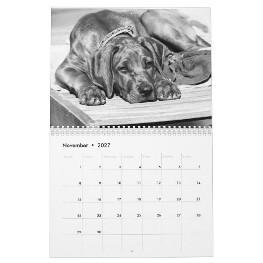 Kalender Rhodesian Ridgeback - Liondog - 15 Monate (Nov 2027)