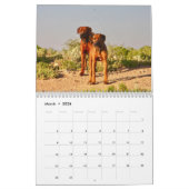 Kalender Rhodesian Ridgeback - Liondog - 15 Monate (Mär 2026)