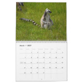 Kalender Ring-Schwanzlemurs-2016 (Mär 2027)
