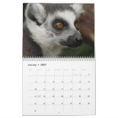 Kalender Ring-Schwanzlemurs-2016 (Jan 2027)