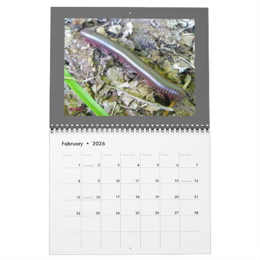 Kalender - Schöne Fehler (Feb 2026)