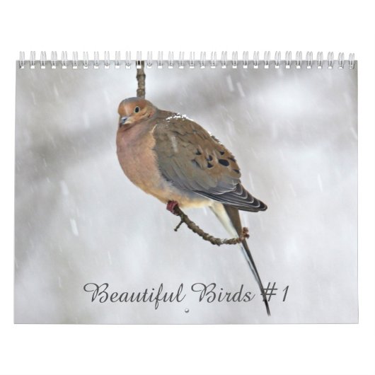 Kalender Schöne Vögel #1 (Titelbild)