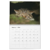 Kalender - schottische Wildkatze (Feb 2026)