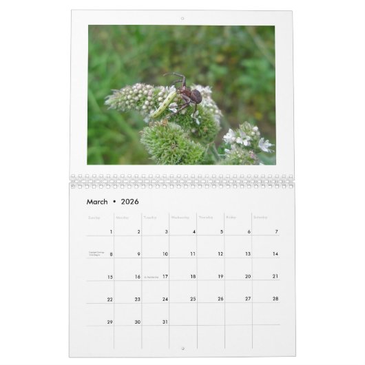 Kalender - Spider Galore (Mär 2026)