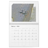 Kalender - Spider Galore (Feb 2026)