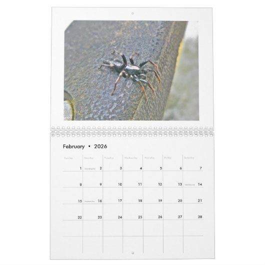 Kalender - Spider Galore (Feb 2026)