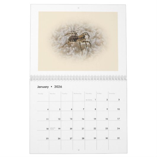 Kalender - Spider Galore (Jan 2026)