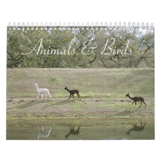 Kalender - Tiere und Vögel (Titelbild)