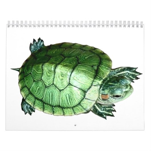 Kalender Turtle (Titelbild)