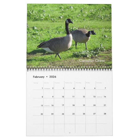 Kalender - Vögel (Feb 2026)