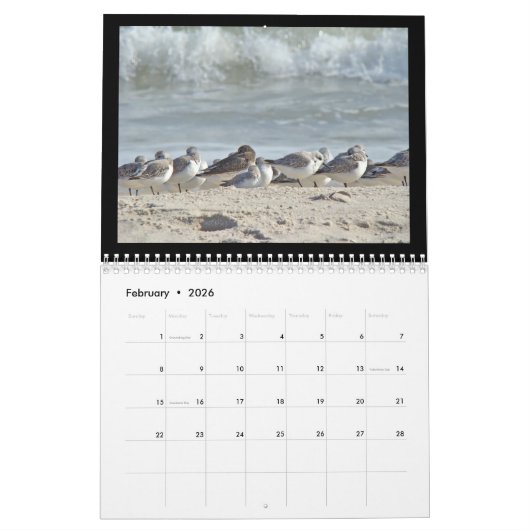 Kalender - Vögel am Strand (Feb 2026)