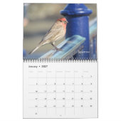 Kalender - Vögel für das neue Jahr (Jan 2027)